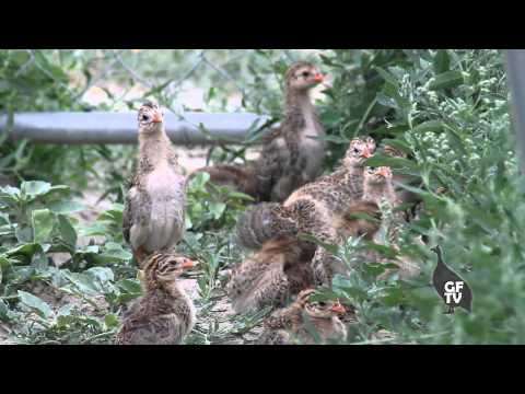 how to care for guinea keets