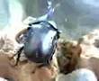 カブト虫の交尾
