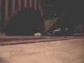The two talking cats - Prelude