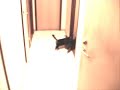 stina and mossy (the two cats seen in this video) usually fight instead of talk, so this was an odd moment. they kept 
