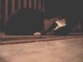 The two talking cats - Prelude