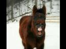Horses The beauty