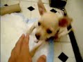 Cricket puppy Cricket puppy