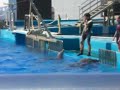 Dolphins!