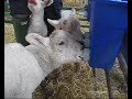 Bottle Feeding The Cade Lambs Bottle Feeding The Cade Lambs