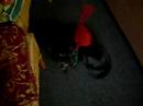 Rendier hond Rendier hond