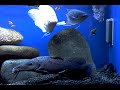 clown loaches in 10ft 400 gallon tank