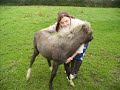 Chino (foal) - Birth to now