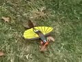 Morphing Micro Air and Land Vehicle