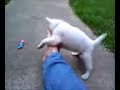 Little White Wolf Cub Little White Wolf Cub