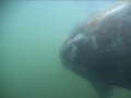 Snorkeling with Manatee