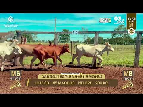 9� MEGA LEIL�O DA MB LEIL�ES
