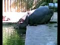Frankfurter Zoo - Nilpferd Frankfurter Zoo - Nilpferd