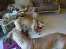 Great Dane puppies3