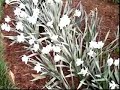 Around Roanoke: Spring 2006