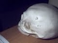 stop motion animation - teschio