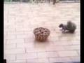 videos de Squirell going nuts for nuts!!!