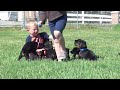 Little boy, little dogs. Doberman puppies by Obi Wan Kenobi De Grande Vinko