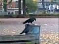 videos de raben herbst 2008 (1)