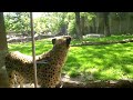Click here to watch this video Cheetah