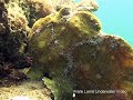 Frog Fishes on Asphalt Pier