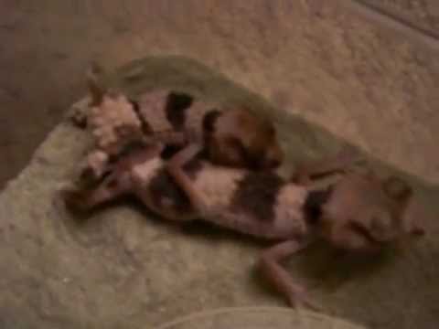 YouTube reptile video