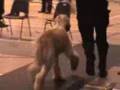 Afgano video