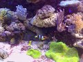 Some last photos of my existing tank