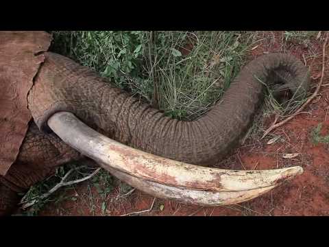 Elephant treated by Vet Team shows true courage