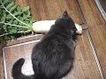 ???????????Cat and a Daikon radish