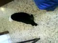 Gata tonta Gata tonta