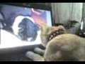 Balagbag The Pusa - Watching You Tube