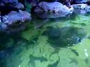 Aquaria - fish feeding