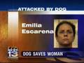 11/7/07 Noon: Dog attacks stabbing suspect