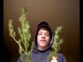 videos de just harvested yay