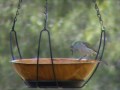 Lewin's Honeyeater