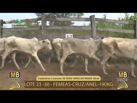 518 LEILO VIRTUAL MB LEILES