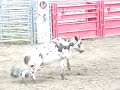 x113 yearling bucking bull
