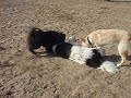 Kuma vs Roxie Kuma vs Roxie