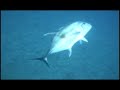 Okinawa Spearfishing
