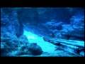 Okinawa Spearfishing