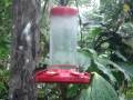 Mindo Area Hummingbirds