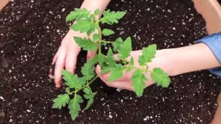 Quick Start Gardening Guide: How to Grow Tomatoes, Peppers, and Eggplants in Containers