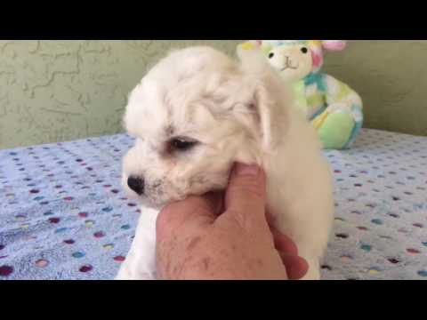 Dillon - male Bichon Frise