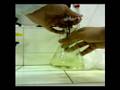 videos de Titolazione di una soluzione di Fe(II) con KMnO4