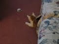 kitten is frightened by toy mouse kitten is frightened by toy mouse