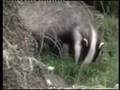 Badgers