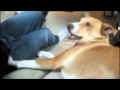 Basenji