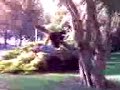 Urko cantando en el arbol