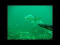Spearfishing Striper bass Lake Mead 201209